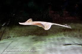 Image result for Raja brachyura