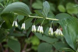 Attēlu rezultāti vaicājumam “Polygonatum multiflorum  flower”