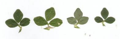 Attēlu rezultāti vaicājumam “Medicago lupulina leaf”