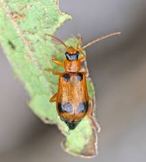 Attēlu rezultāti vaicājumam “Phyllobrotica quadrimaculata”