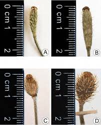 Attēlu rezultāti vaicājumam “Papaver argemone bud”