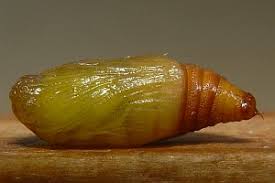 Attēlu rezultāti vaicājumam “Perizoma bifaciata”