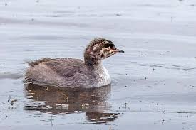 Image result for Podiceps auritus