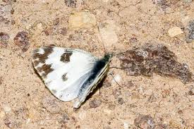 Attēlu rezultāti vaicājumam “Pontia edusa”