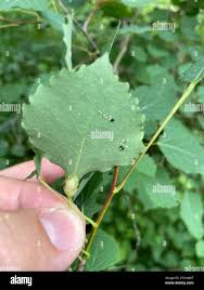 Attēlu rezultāti vaicājumam “Contarinia petioli”