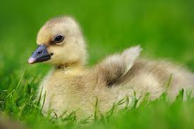 Attēlu rezultāti vaicājumam “Anser anser juvenile”