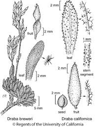 Attēlu rezultāti vaicājumam “Draba nemorosa fruit”