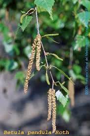Attēlu rezultāti vaicājumam “Betula pendula flower”