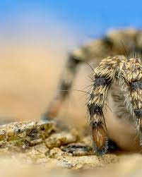 Attēlu rezultāti vaicājumam “Aelurillus v-insignitus”