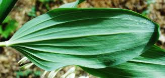 Attēlu rezultāti vaicājumam “Polygonatum multiflorum  leaf”