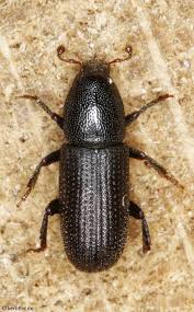 Attēlu rezultāti vaicājumam “Hylastes sp.”