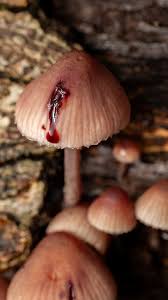 Attēlu rezultāti vaicājumam “Mycena haematopus”
