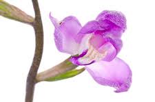 Attēlu rezultāti vaicājumam “Cephalanthera rubra bud”