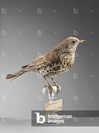 Attēlu rezultāti vaicājumam “Turdus philomelos”