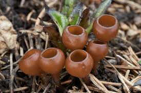 Attēlu rezultāti vaicājumam “Dumontinia tuberosa”