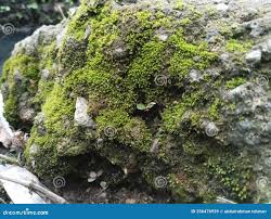 Attēlu rezultāti vaicājumam “Dicranales”