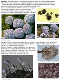 Attēlu rezultāti vaicājumam “Badhamia dubia”