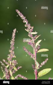 Attēlu rezultāti vaicājumam “Chenopodium polyspermum leaf”