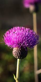 Attēlu rezultāti vaicājumam “Cirsium heterophyllum flower”