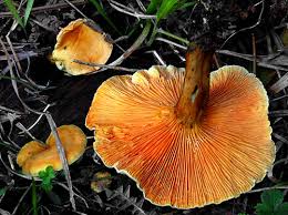 Attēlu rezultāti vaicājumam “Hygrophoropsis aurantiaca”