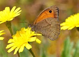 Attēlu rezultāti vaicājumam “Maniola jurtina male”