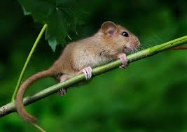 Attēlu rezultāti vaicājumam “Muscardinus avellanarius”