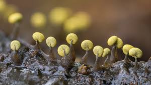 Attēlu rezultāti vaicājumam “Physarum viride”