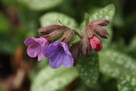 Image result for Pulmonaria officinalis