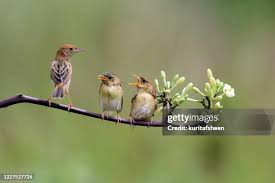 Image result for Cisticola juncidis