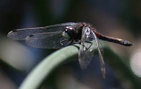Attēlu rezultāti vaicājumam “Leucorrhinia pectoralis female”