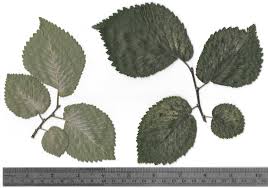 Attēlu rezultāti vaicājumam “Ulmus x hollandica leaf”