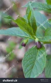 Attēlu rezultāti vaicājumam “Scopolia carniolica flower”