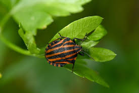 Attēlu rezultāti vaicājumam “Graphosoma lineatum imago”