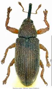 Attēlu rezultāti vaicājumam “Brachonyx pineti”