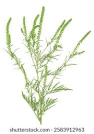 Attēlu rezultāti vaicājumam “Ambrosia artemisiifolia bud”