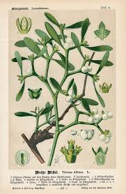 Attēlu rezultāti vaicājumam “Viscum album”