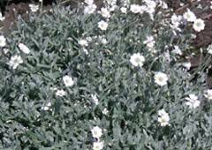 Attēlu rezultāti vaicājumam “Enteridium corticatum sessile”