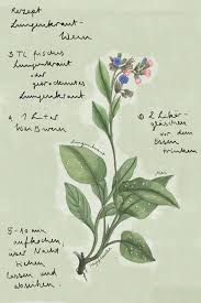 Image result for Lungenkraut