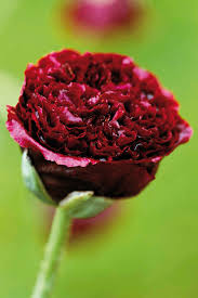 Image result for Papaver somniferum Black