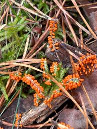 Attēlu rezultāti vaicājumam “Leocarpus fragilis var. bisporus”