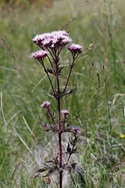 Image result for Eupatorium cannabinum