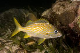 Image result for Haemulon flavolineatum