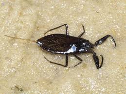 Attēlu rezultāti vaicājumam “Nepa cinerea imago”