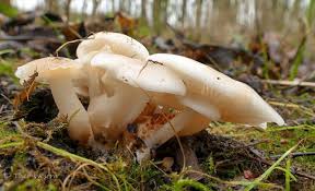 Attēlu rezultāti vaicājumam “Badhamia lilacina var. megaspora”