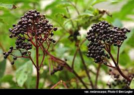 Attēlu rezultāti vaicājumam “Sambucus racemosa”
