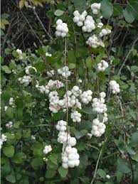 Attēlu rezultāti vaicājumam “Symphoricarpos albus fruit”