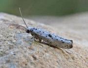 Attēlu rezultāti vaicājumam “Yponomeuta plumbella”