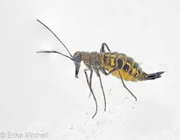 Attēlu rezultāti vaicājumam “Boreus”