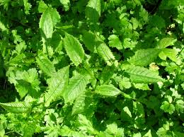 Attēlu rezultāti vaicājumam “Crepis paludosa leaf”
