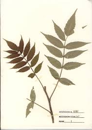 Attēlu rezultāti vaicājumam “Rhus typhina leaf”